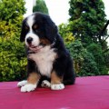 MAXIMUS