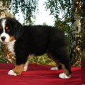 MAXIMUS