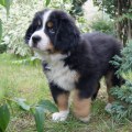 MAXIMUS