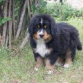 MAURO